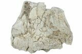 Fossil Titanothere (Megacerops) Limb Bone End - South Dakota #229056-1